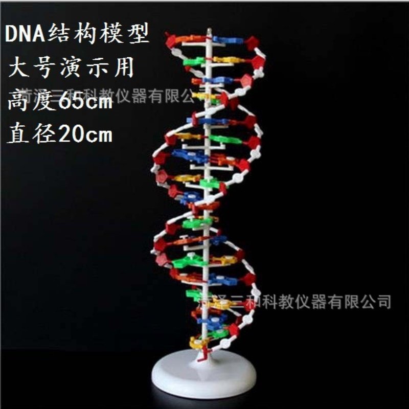 DNA结构模型 大号 DNA双螺旋结构模型 高中生物演示模型实验器材