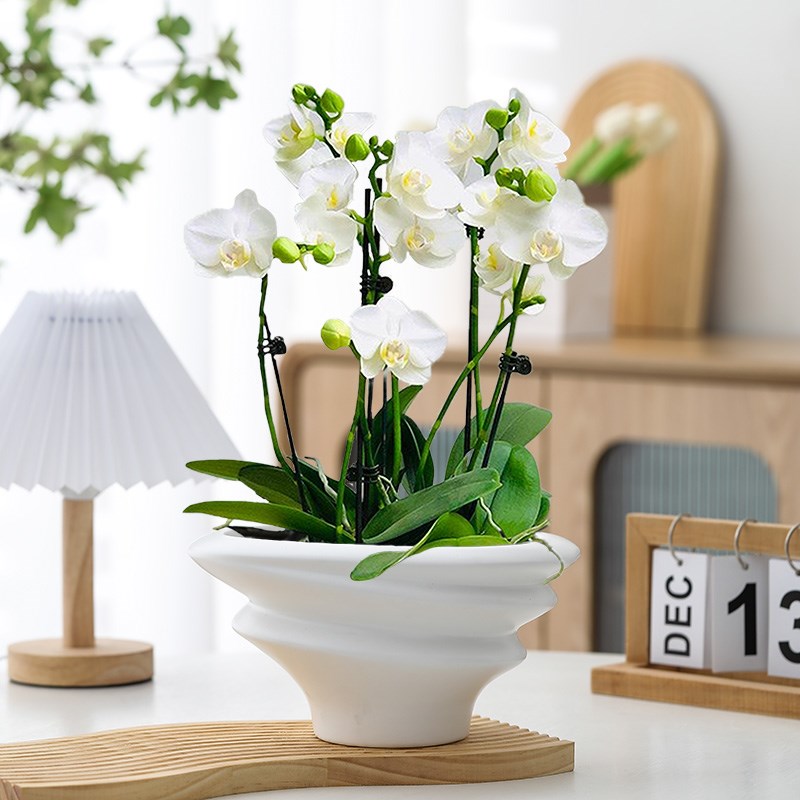 白色蝴蝶兰花盆轻奢高级感家用陶瓷拼组花盆高端兰花专用花盆包邮