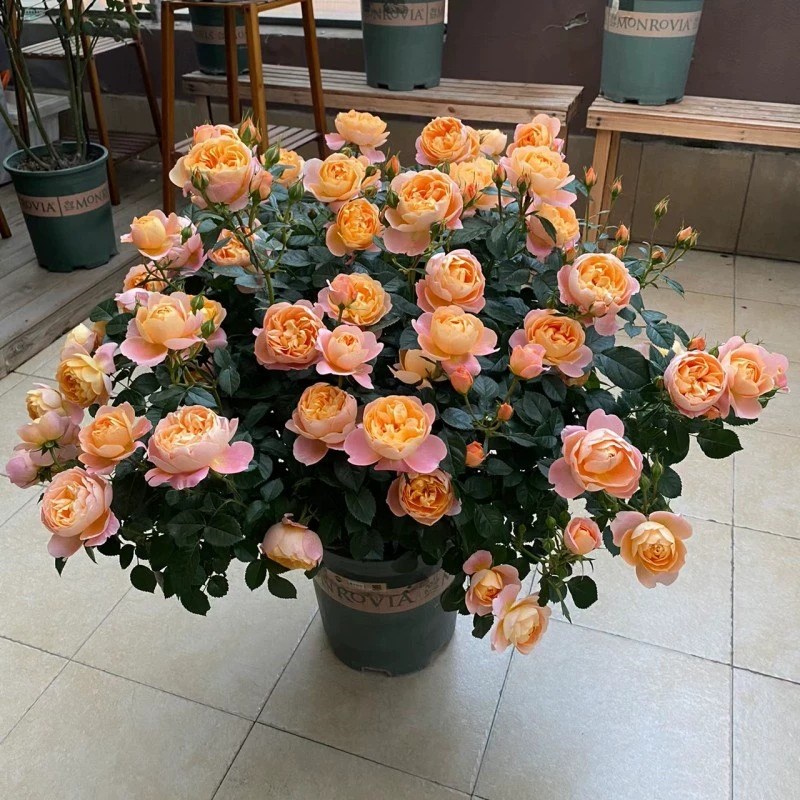 果汁阳台藤本月季花苗盆栽爬藤蔷薇大花室内花卉植物红玫瑰花树苗