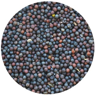 油菜籽鸟食饲料鹦鹉芙蓉鸟玉鸟雀鸟文鸟金丝雀油菜子鸟食 5斤包邮