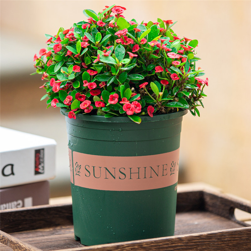 虎刺梅盆栽花卉四季开花不断好养植物阳台观花绿植铁海棠带花苞的