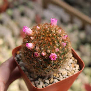 红刺嘉文丸实生仙人球稀有开花美观好养易度夏仙人掌多肉小盆栽