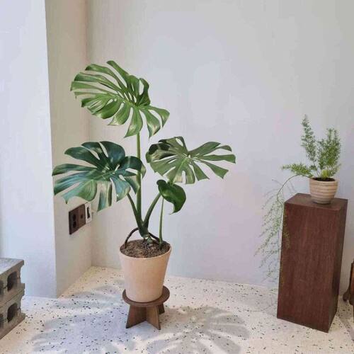 苏太植物 老桩龟背竹盆栽室内客厅大型绿植净化空气大叶植物