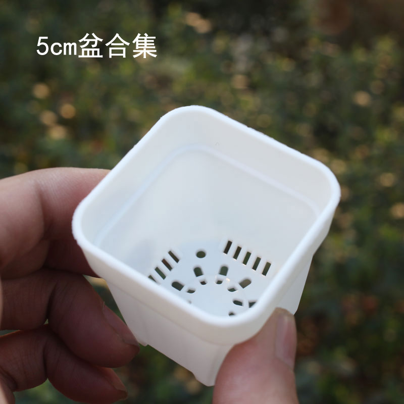 速发5厘米方形八角花石生盆透明番杏迷椎桌面肉你点播叶插小苗盆