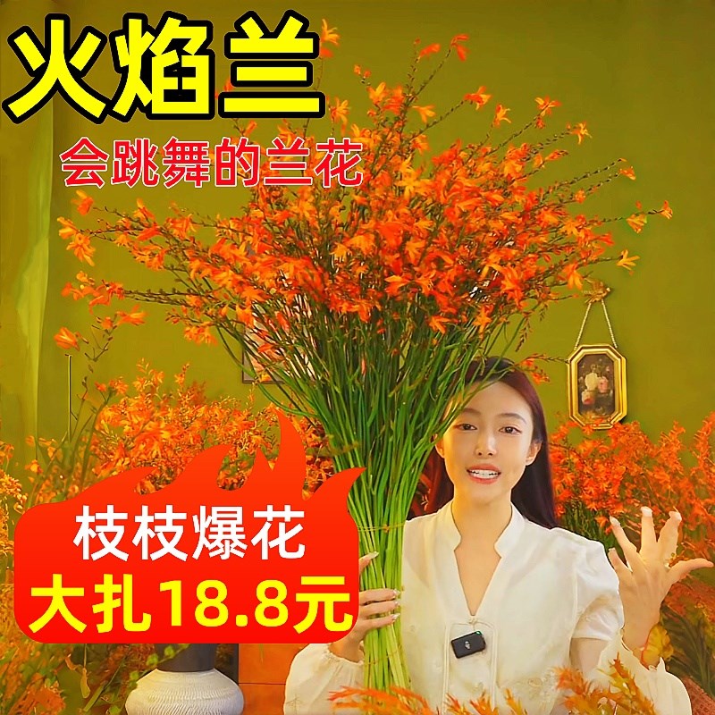 速发火用兰云南基焰直发千层金鲜切花家地插花水养花卉束
