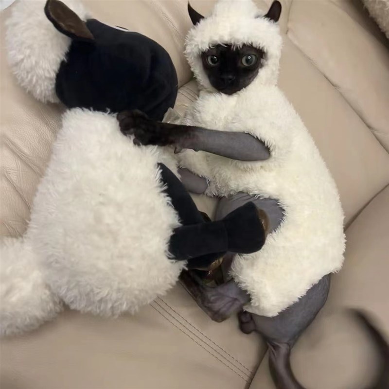速发无毛猫衣服秋冬加厚加棉保暖四脚服斯芬克斯德文绒羊羔猫绒衣