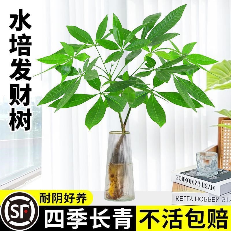 速发水培发财树小盆栽室内植物绿厅招财树办公室盆景四季好养花客