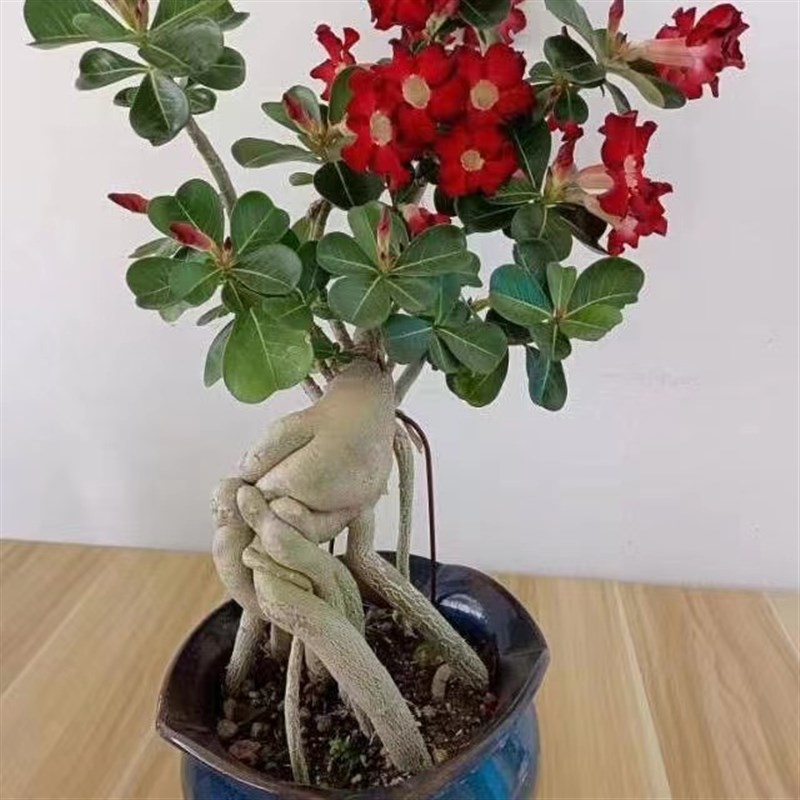 沙漠玫瑰花原生苗裸根 一物一拍