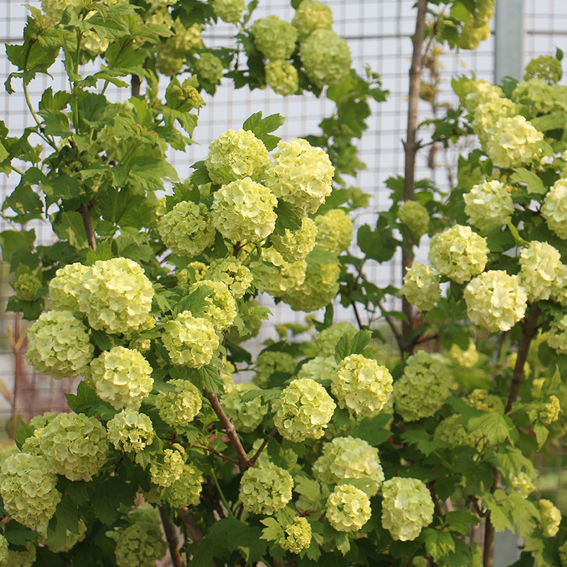 欧洲木绣球玫瑰盆栽乔木绣球树苗阳台庭院花卉绿植物耐寒绣球荚蒾