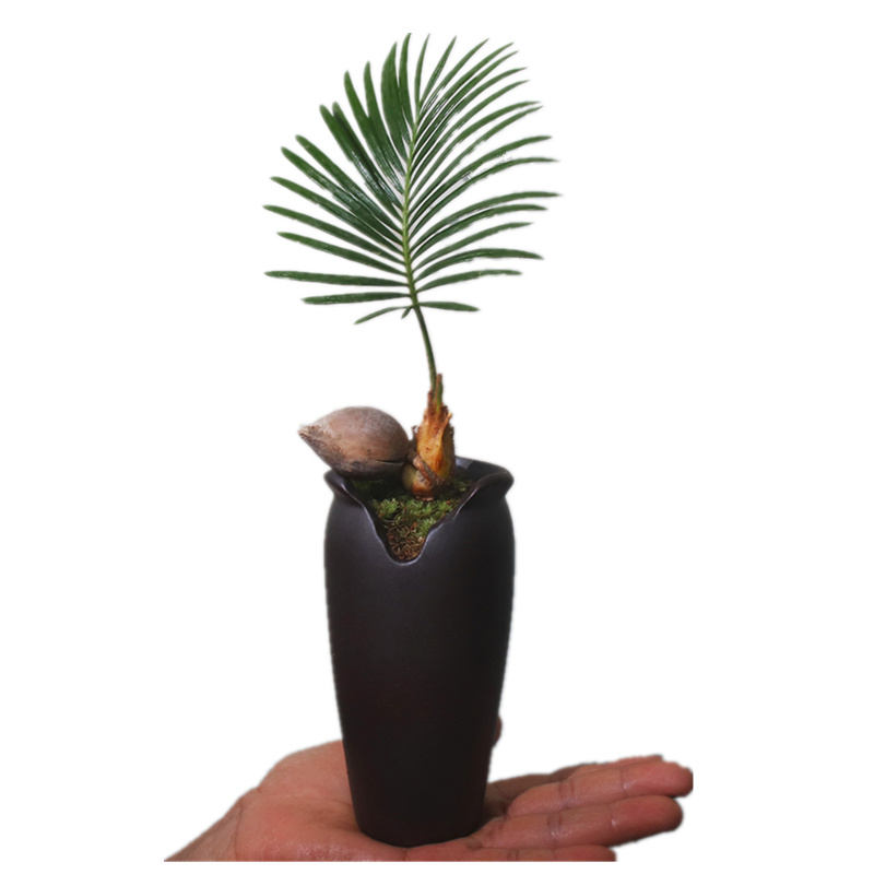 铁树宝宝盆栽苏铁办公室内好养耐寒植物客厅茶几禅意盆景桌面绿植