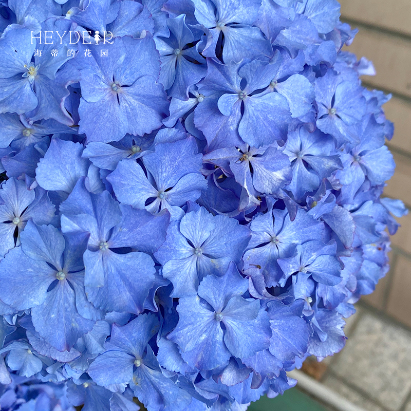 海蒂的花园莱昂大花绣球花苗阳台庭院多年生可调色花卉植物盆栽苗