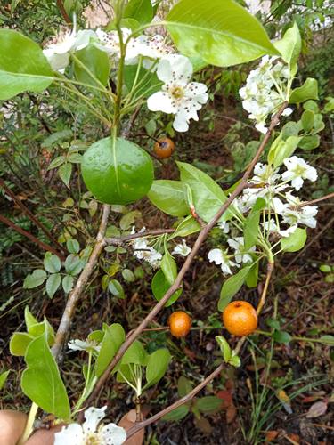 野棠梨，又名野梨，售新鲜的带果枝叶，能润肺，治肺炎引起的咳嗽