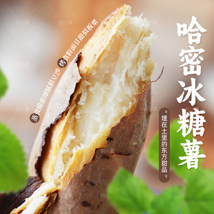 桃小蒙哈密冰糖薯山东沙地新鲜现挖白心糖心蜜薯红薯香甜软糯