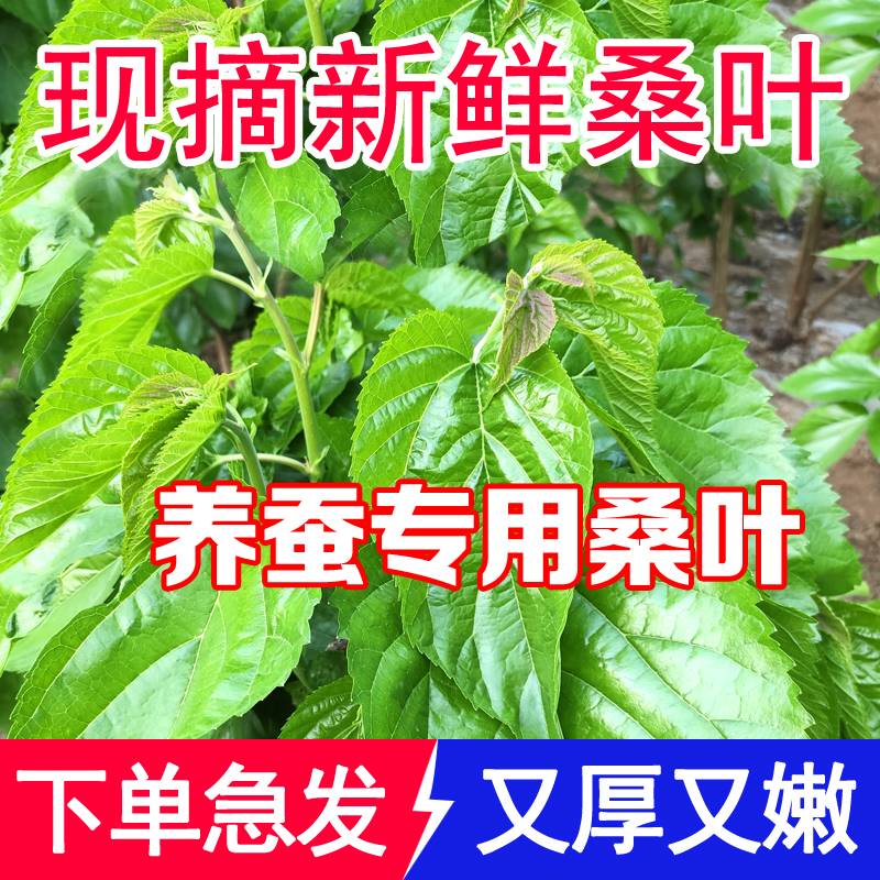 速发新鲜桑叶蚕宝宝食物学生养蚕套装蚕卵鲜嫩叶喂蚕