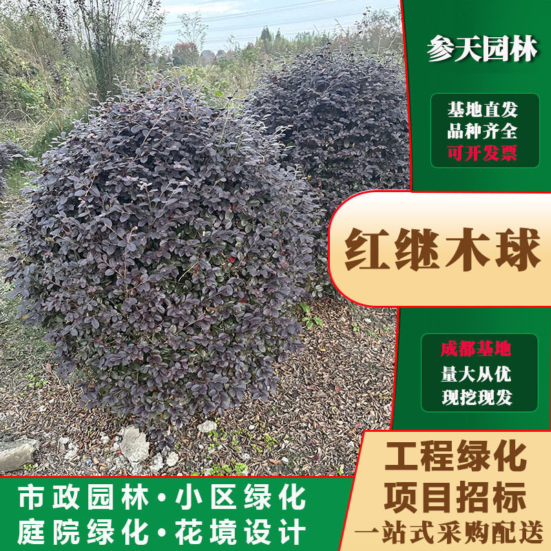 重庆贵州四川红花檵木球高度120红花檵木球高度150红花檵木球高度