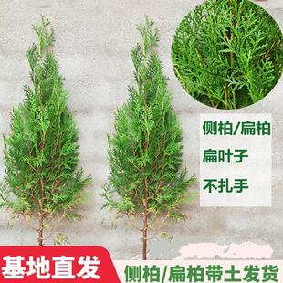 侧扁柏树苗洒金柏小苗四季常青耐寒绿化工程苗塔柏松桧柏侧柏地松