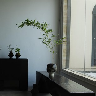 绿植茶桌书房植物盆景小众景观 禅意风格 诗与自然 金丝竹子中式