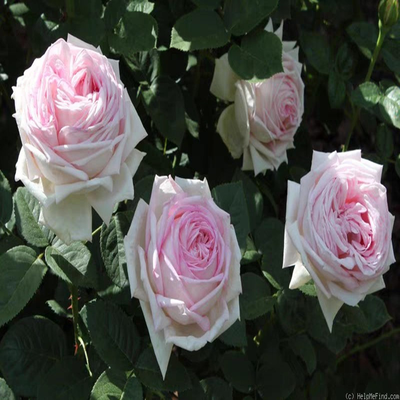 天赐恩宠 月季 抗病大花浓香粉色勤花庭院盆栽灌木扦插小苗