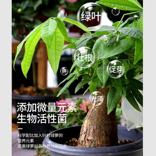发财树营养液专用肥花肥料室内盆栽植物金钱树土水培通用浓缩家用