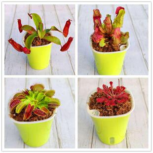 食虫草捕蝇草盆栽猪笼草瓶子草茅膏菜食人花食蝇草好望角室内趣味