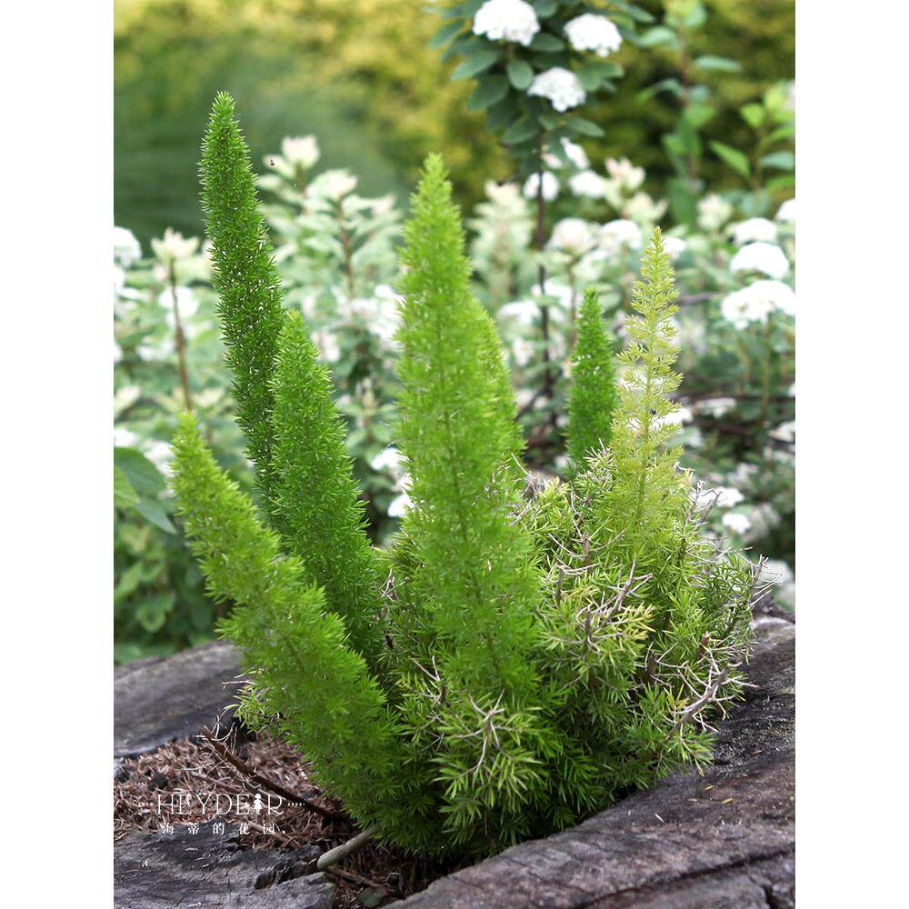 厂家海蒂的花园狐尾天门冬多年生常绿植物室外庭院盆景观叶绿植盆