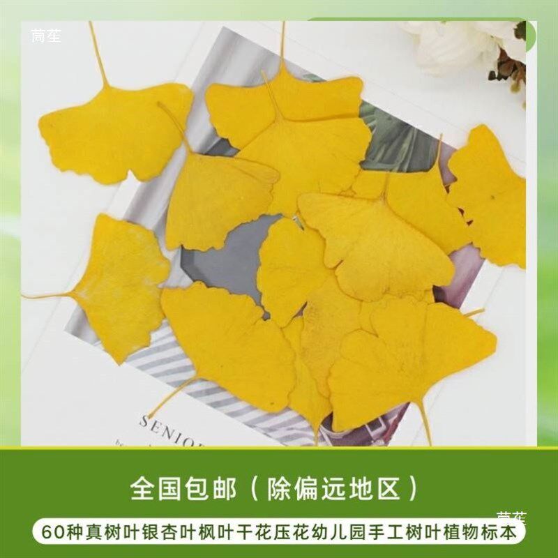 速发树叶粘贴画枫叶幼儿园标工梧桐叶银杏叶压花植物书签叶子