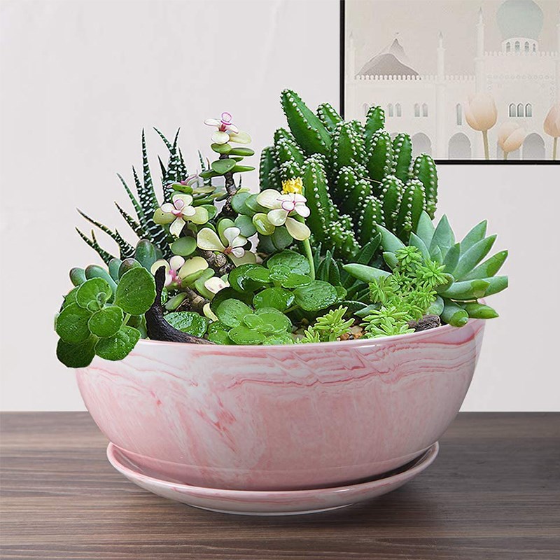 速发高端大肉多盆托盘陶瓷花口径创意花盆多肉盆拼盘植物花盆大号