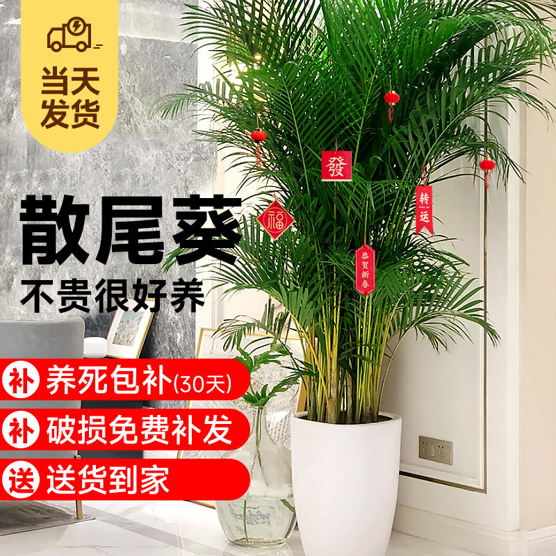 速发散尾地植植盆栽客厅大型绿物室内落葵办公室好养凤尾竹鸟植物