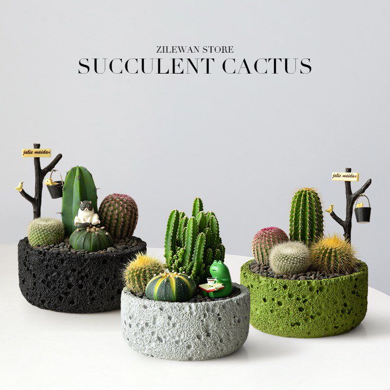 仙人掌多肉组合盆栽植物办公室桌B面仙人球绿植创意礼物生日送礼