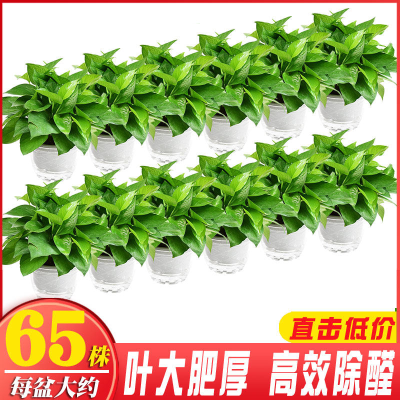 绿萝盆栽植物室内吸除甲r醛净化空气绿植花卉长藤垂吊水培吊兰绿