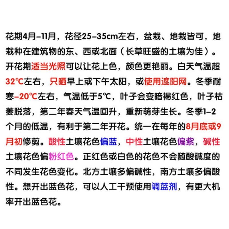 银河花手鞠鸡尾酒太阳p神殿三河千鸟无尽夏头花小町蓝线22B绣球花