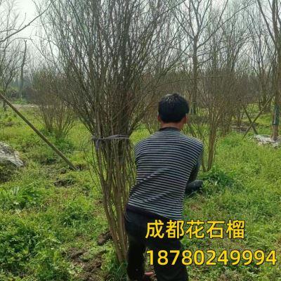 庭院工程应园林绿化道古桩造景树苗石榴花树石榴木乔行用树用石榴
