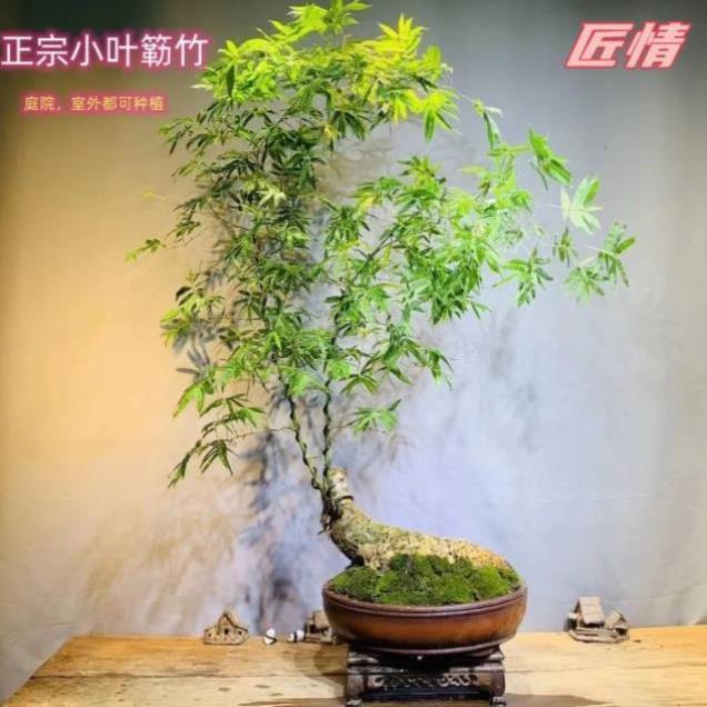 禅意小叶簕竹 簕竹老桩盆景 室内外好养矮竹盆栽 桌面绿植摆件