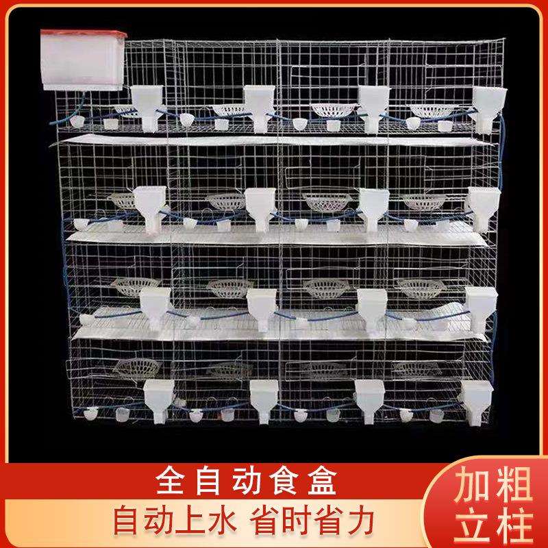 现货大号加粗鸽子用具16位养殖鸽子笼信鸽配对笼肉鸽繁殖鸽子笼