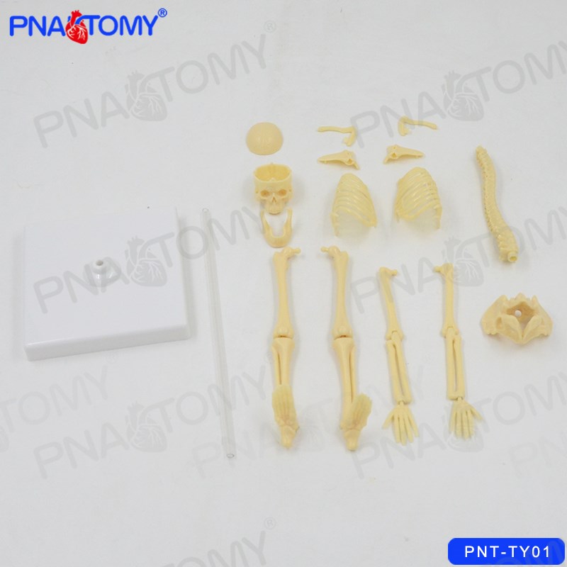儿童科学实验玩具科技小制作拼装认识人体骨骼模型幼儿园益智DIY