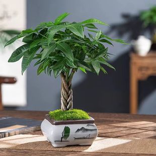 招财发财树盆栽室内办公桌绿植盆栽桌面摆件好养办公室花卉小盆景