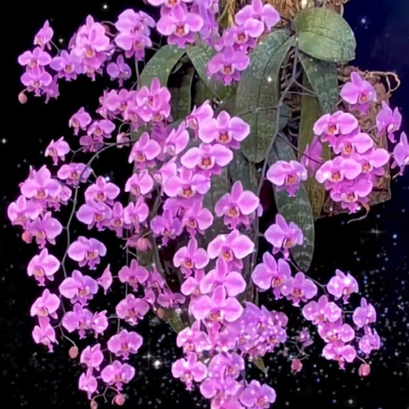 西雷利中苗无花刚换杯加送袋装肥水,鲜花速递/花卉仿真/绿植园艺,国兰/杂交兰/洋兰类,淘宝优惠券,粉丝福利购,淘宝优惠卷