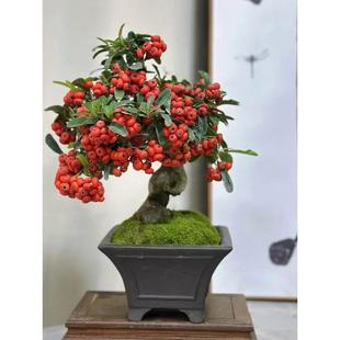 火棘果吉祥果盆景满堂红客厅盆栽老桩结果根艺观果植物红果火把果