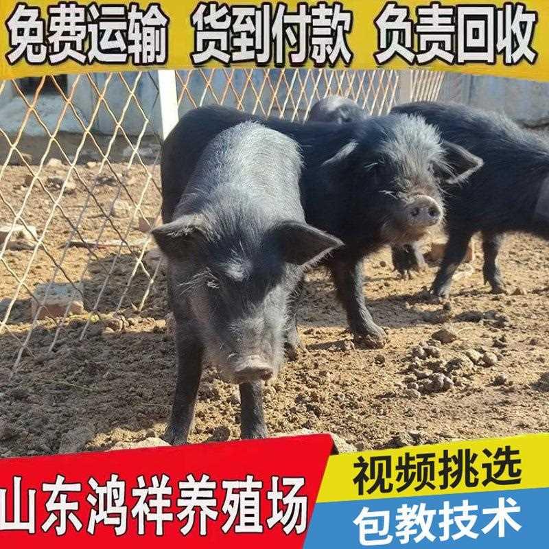 藏香猪母猪价格鸿祥长期供应优良怀孕藏香猪价格从优香猪养殖