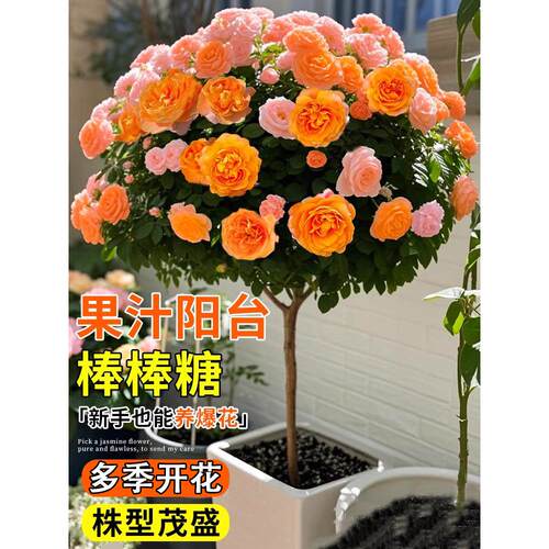 果汁阳台棒棒糖月季花苗开花树桩花树盆栽老桩带花苞地栽四季花卉