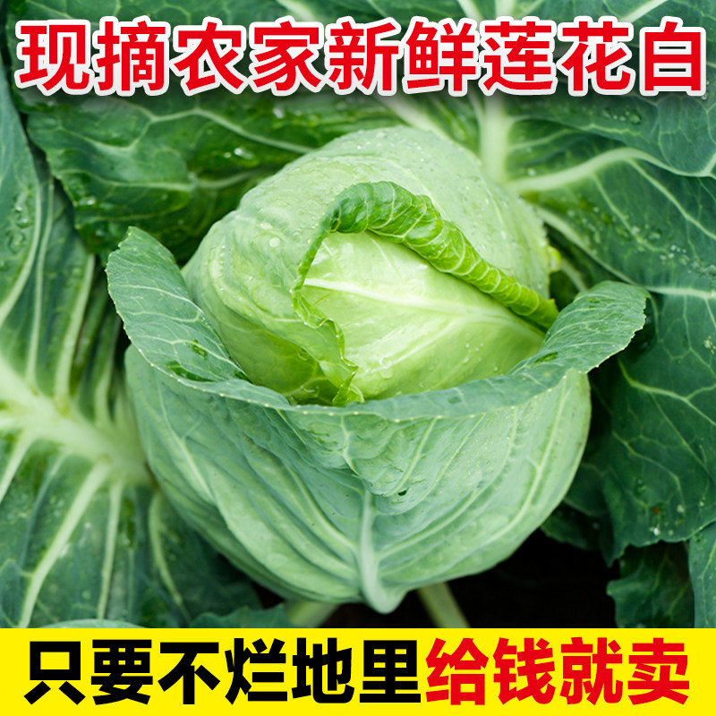 贵州农家新鲜蔬菜包菜莲花白甘蓝