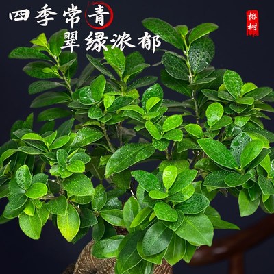 大榕树盆景办公室内桌面客厅绿植物花卉人参榕四季常青小榕树盆栽