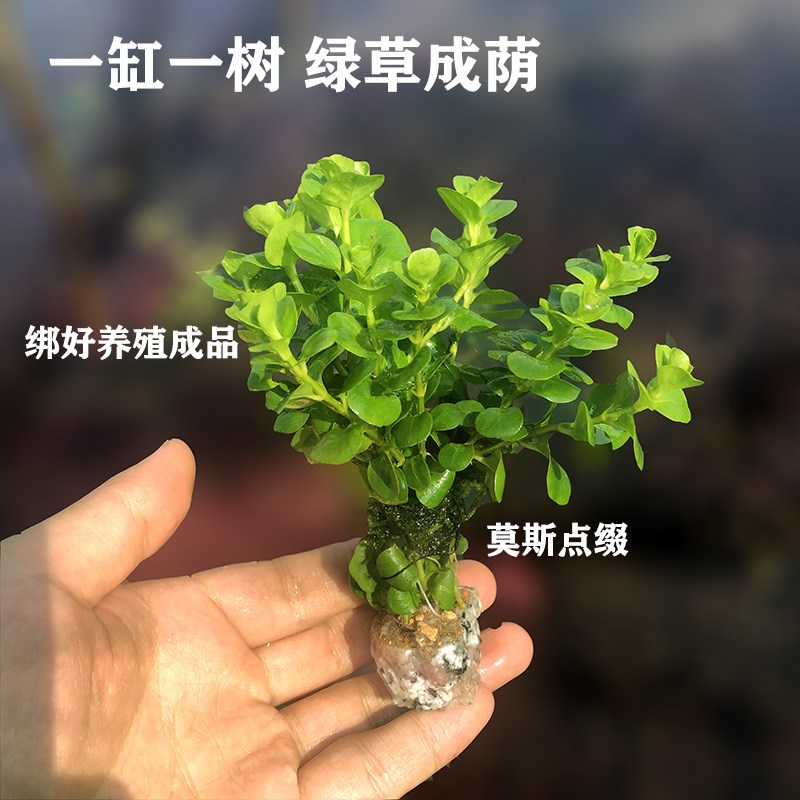 绿茵小树鱼缸造景装饰水草植物淡水定植水草懒人生态缸造景