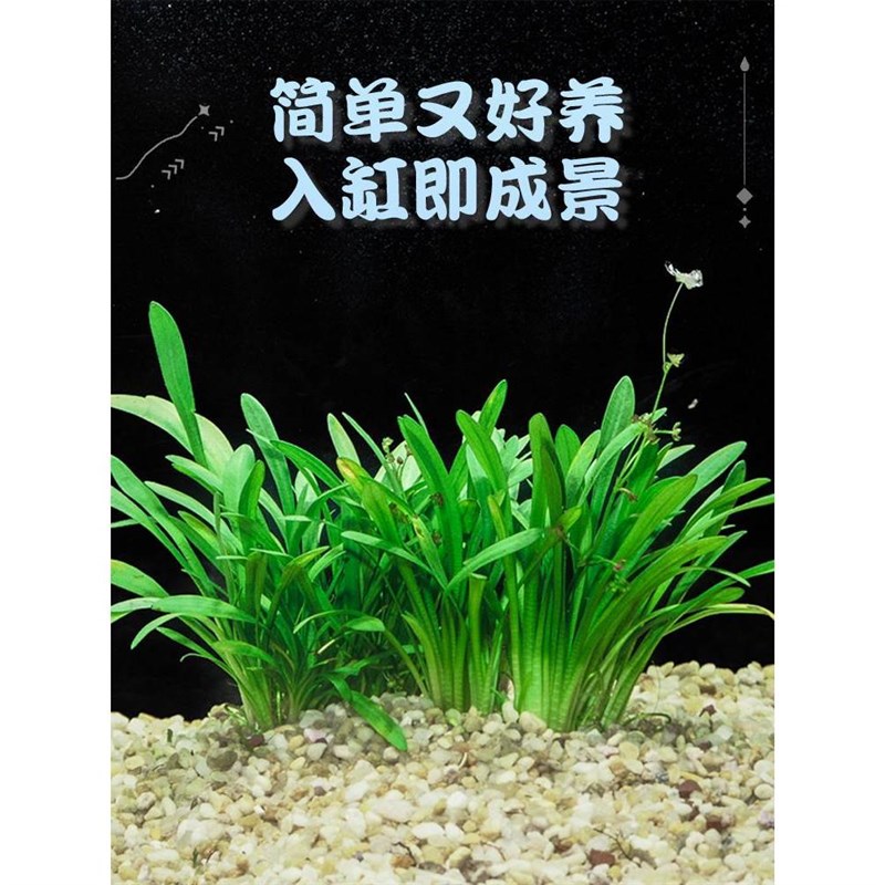 迷你小水兰草缸造景前景草新手入门阴性水草不用二氧化碳好养易活