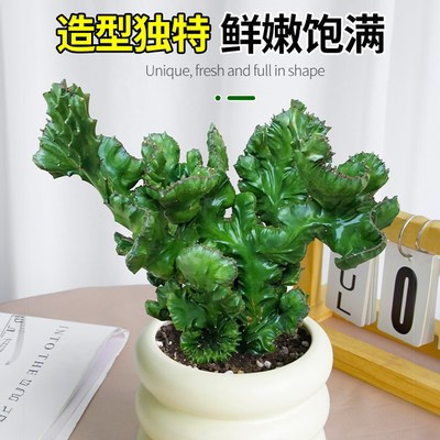 玉麒麟多肉植物高端室内盆栽办公桌面招财摆N件彩麒麟名贵绿植花