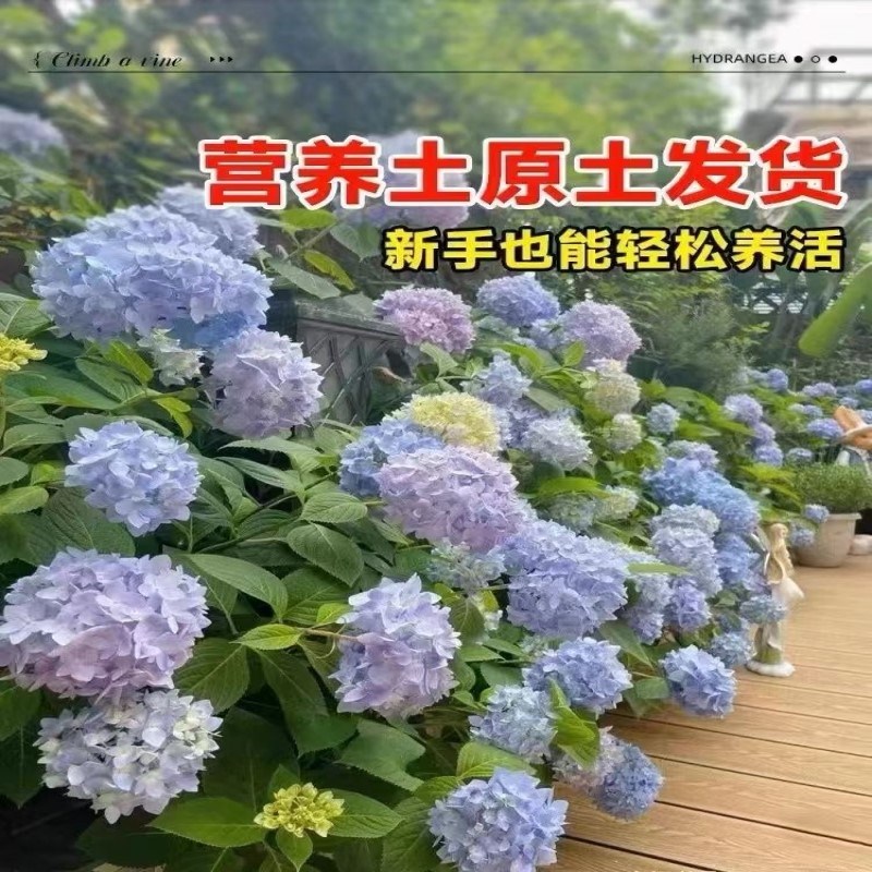 无尽夏绣球花小苗四季开花绣球花盆栽带花庭院花卉室内植物花带花