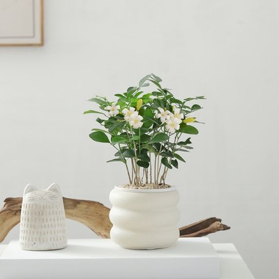 七里香盆栽室内桌面客厅好养花卉绿植袖珍椰子盆景水土培植物盆景