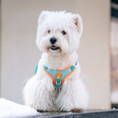 狗狗牵引绳小型h犬反光背心式 泰迪比熊博美胸背带小狗遛狗绳狗链