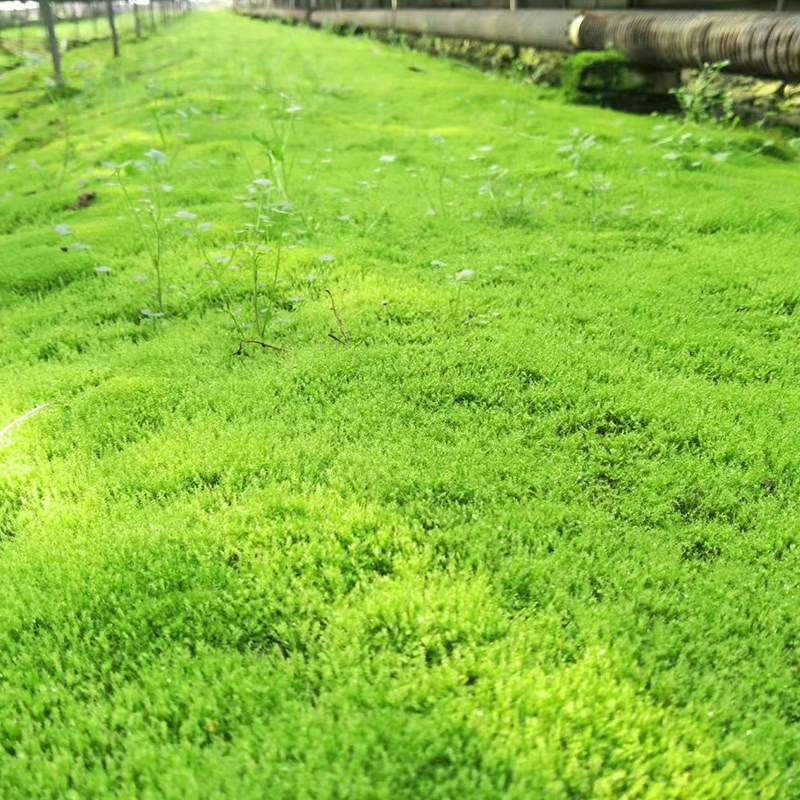 鲜活微景观植物盆l景专用苔藓盆栽水陆缸假山草造景细羽青苔