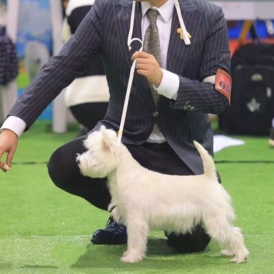 黑色纯棉新款牵引绳夹扣控制P链训犬狗链边牧柯基大X中小型犬训练